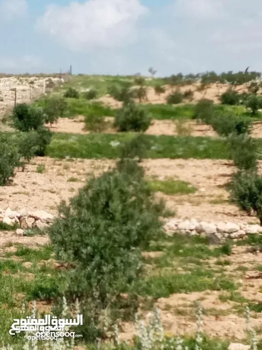 مزرعة 6 دونومات في محافظة مادبا غرب ماعين مطلة على البحر الميت وفلسطين الحبيبة