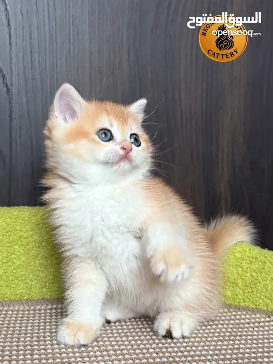 High-level British Shorthair kittens with pedigree