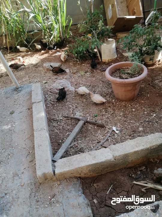 صيصان دجاج محلق