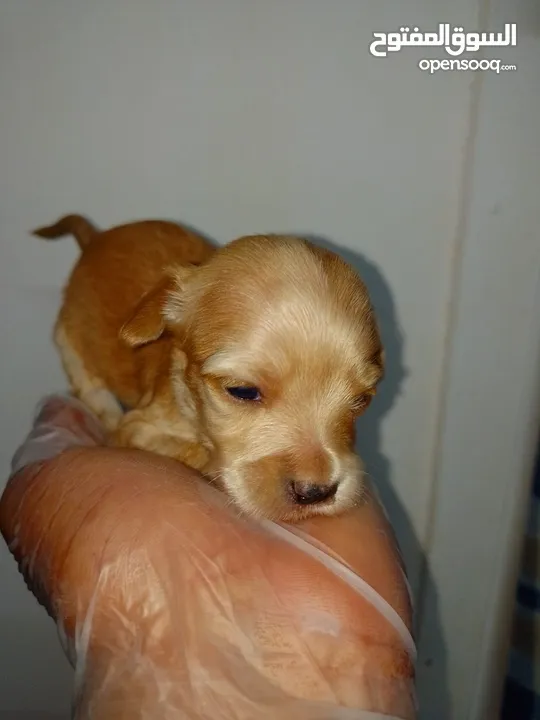 English cocker spaniel