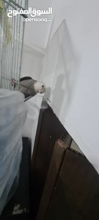 كوكتيل  واحد وايت فيس