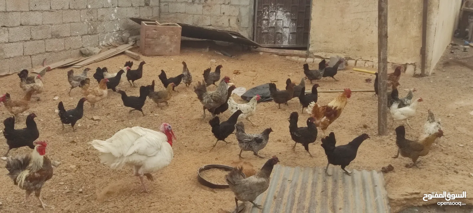 دجاج عربي ايدحي للبيع