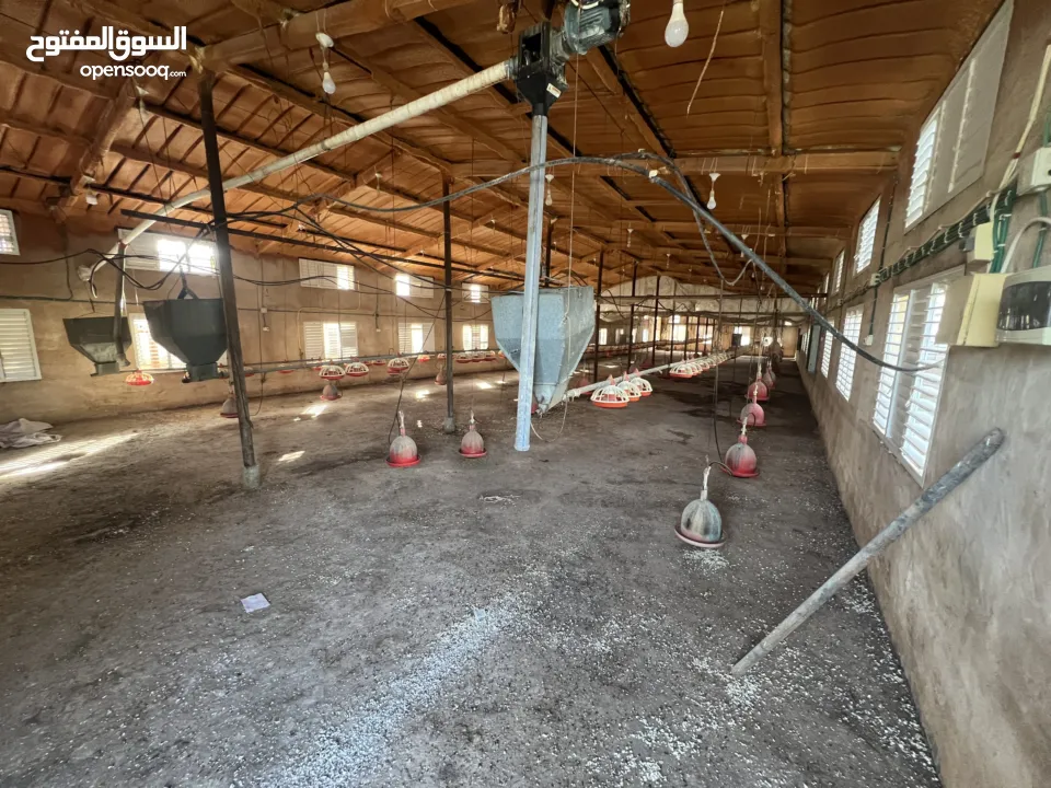 مشروع دواجن متكامل وجاهز للإنتاج – ليس مجرد أرض