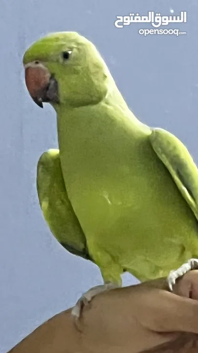 Green parrot with cage