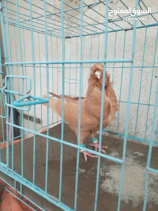 جوزين مخاليف جوز  كشكي اصفر وجوز مسكي