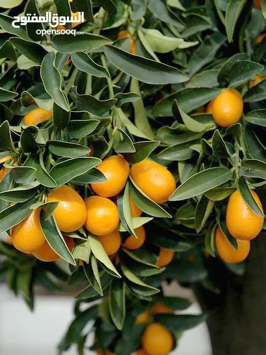 اشجار مثمره