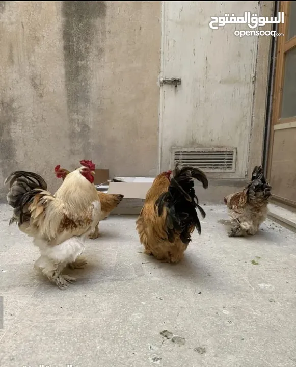 للبيع ديوك براهمه