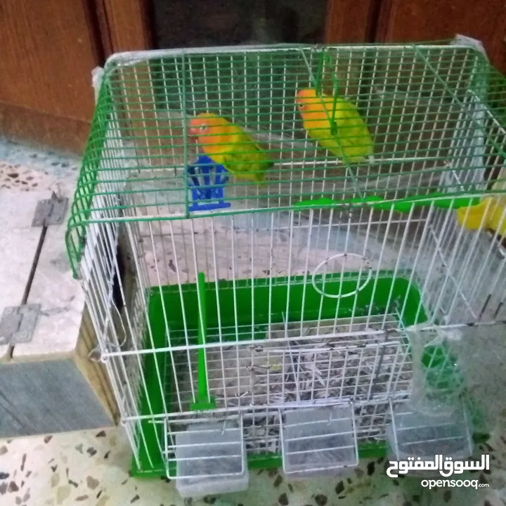جوز فشر لابيع