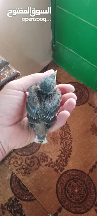 افراخ مينا للزق اليدوي