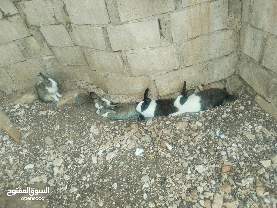ارانب بلدية شغالة 5 أنثى و1ذكر شغالات مية بالمية مع 10 فراخ عمر 5ايام