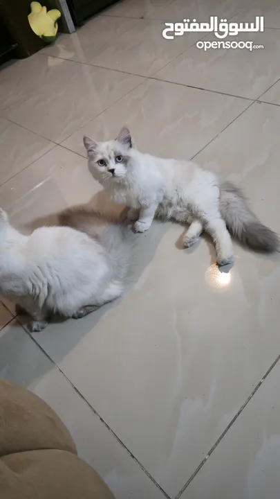 قطه هملايا انثى للبيع عمر ثلاث شهور  أكثير لعوبه حنونه مسليه نظيف جدا متعوده على البوكس مدربه