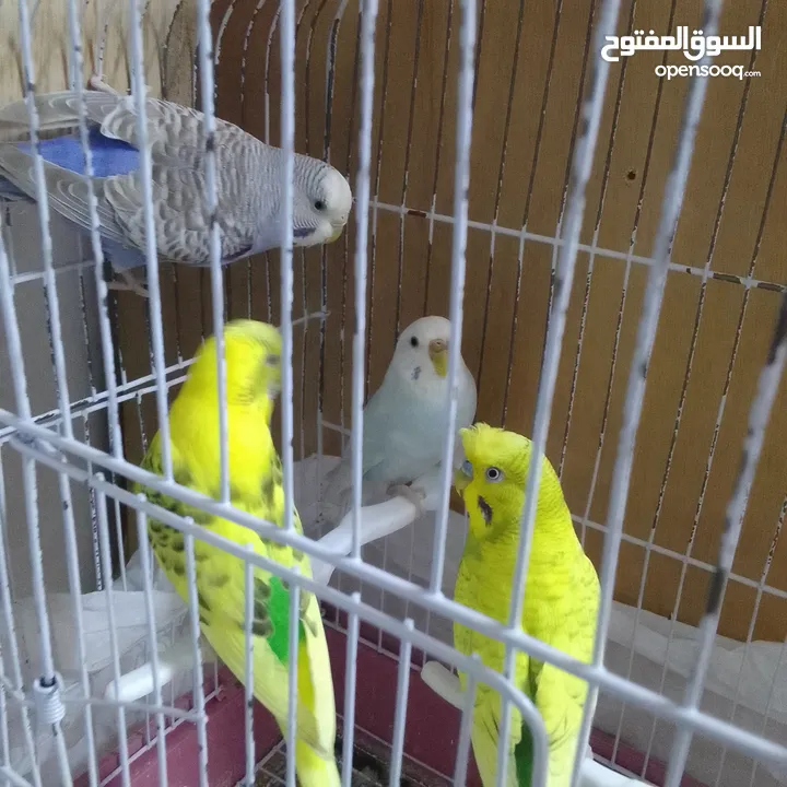 التواصل عبر واتس اب ببغاء كوكتيل  حجم كبير وعصافير حب مفتل و البينو وعادي عادي احجام كبيره