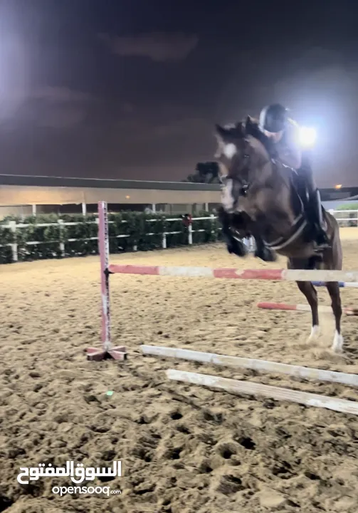 Jumping mare kids/beginner friendly