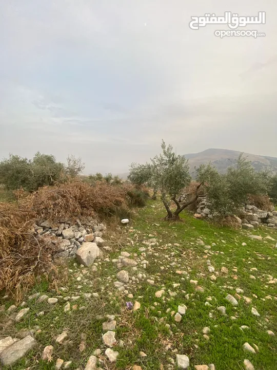 ارض للبيع نابلس_طلوزه