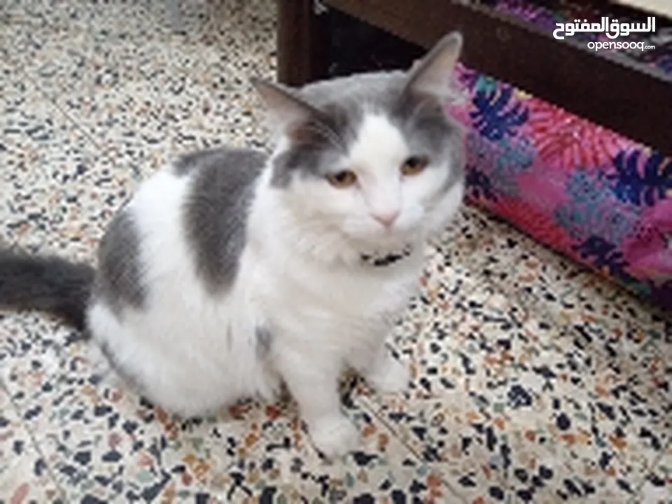 قطه شيرازي نوع بانده نادر