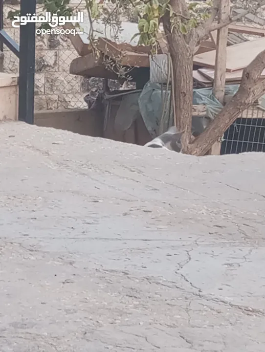 حمام للبيع 200 شيقل