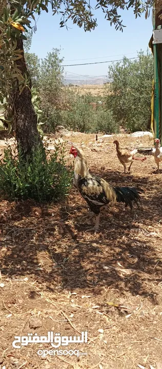 دجاج الاماني للبيع بسعر طري