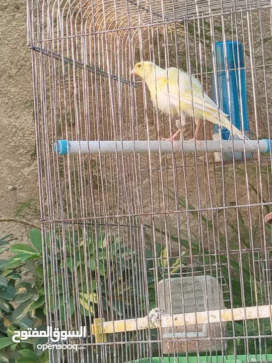 طيره مفتله للبيع