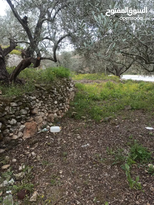 القبة الذهبية اراضي بلعا دير الغصون