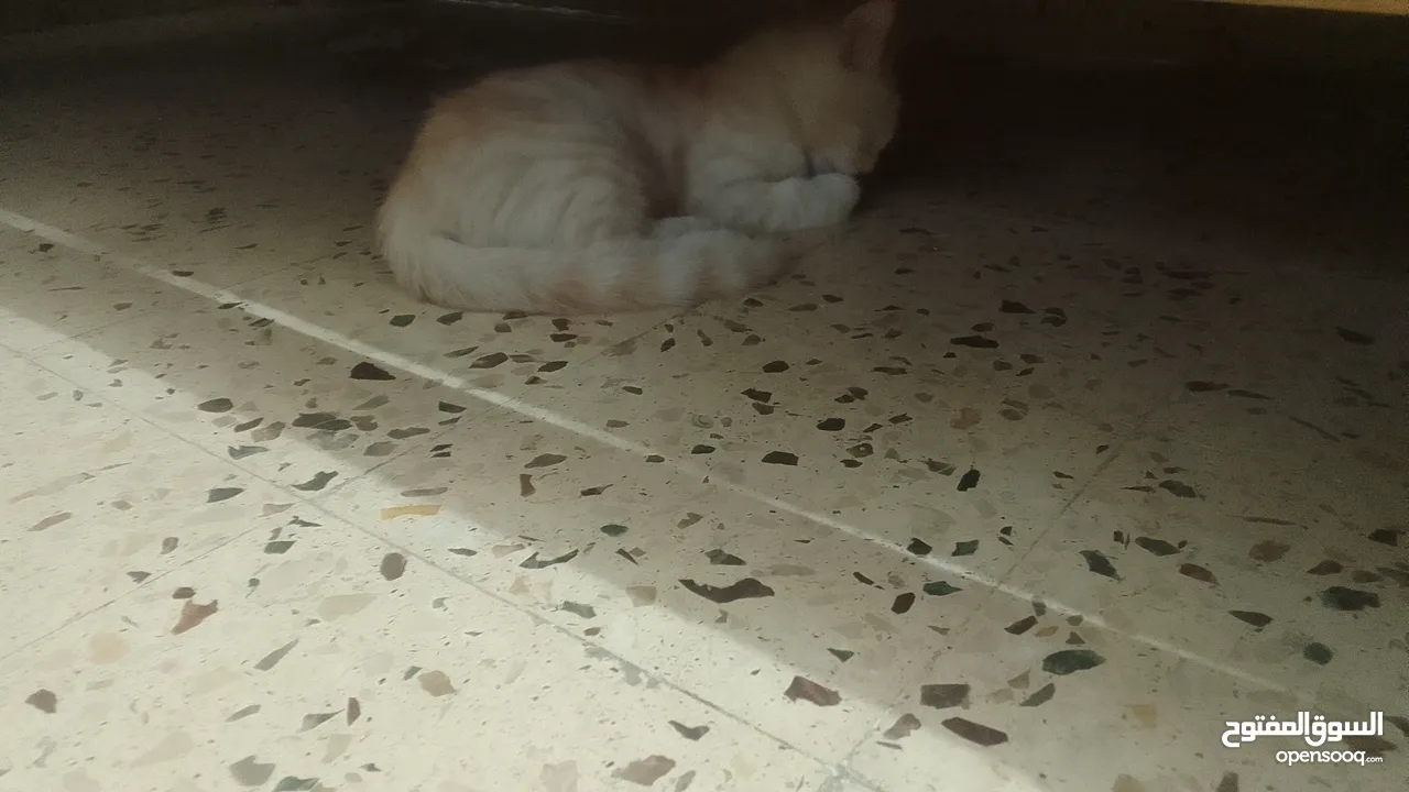 بسھ لونھا اشقر من بسھ شيرازي