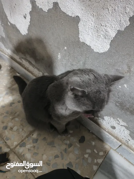 (بسة سكوتش )