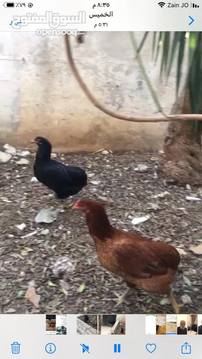 جاج وديك وبط
