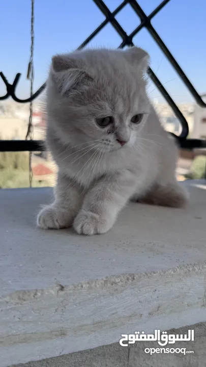 قطط سكوتش فولد مكس للبيع بسعر رمزي