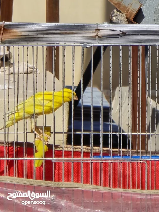 ذكر كنار بندوق ليموني  بجنن