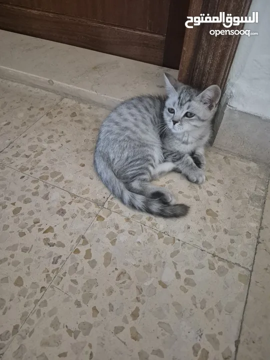 قط سكوتس عمر 3 اشهر للبيع