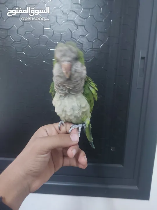 ببغاء كوكر