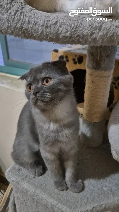 Scottish fold for adoption