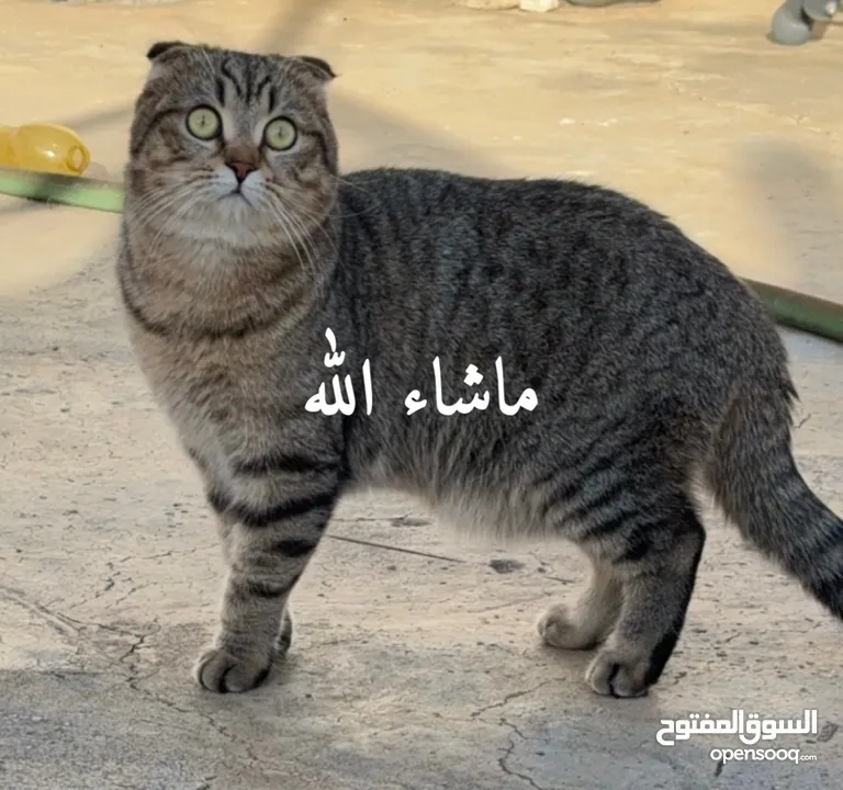 للبيع قطين سكوتش