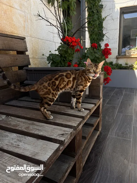 Bengal cat