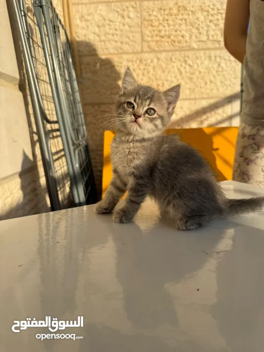 قطط صغيرة عمر 3 أشهر عدد 6 للبيع