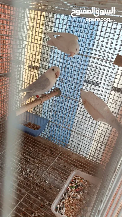 African love birds and cockatiels breeding pair