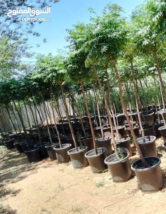 مشاتل المملكة الزراعية لتنسيق الحدائق