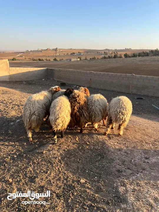 7 قراقير اوزان من 55 ل 65