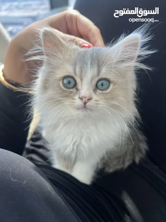 Scottish/persian kitten