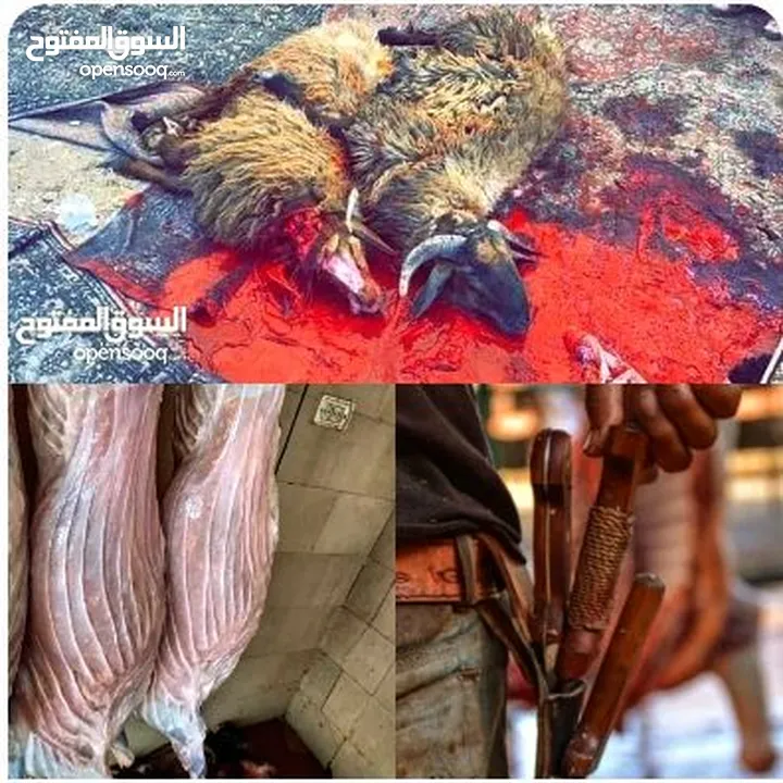 ذبح اضاحي في رصيفه وزرقاء في المنازل