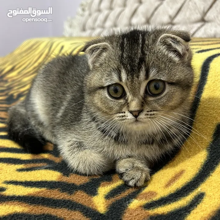 قطط سكوتش فولد ذكر وانثى