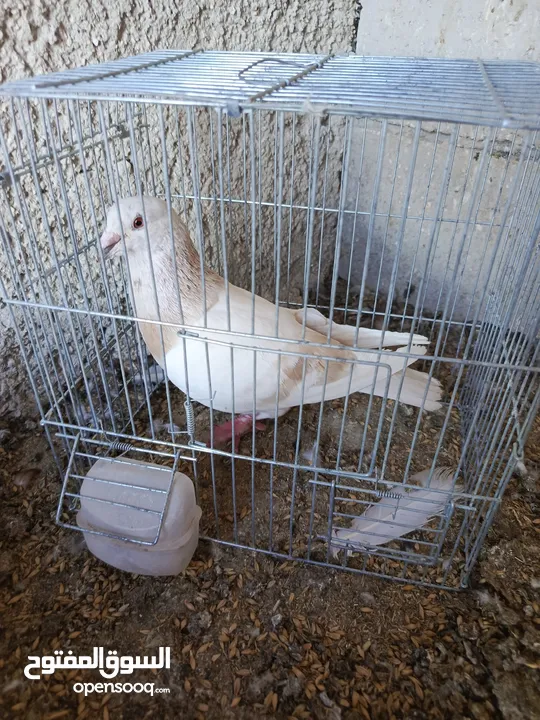 حمام للبيع
