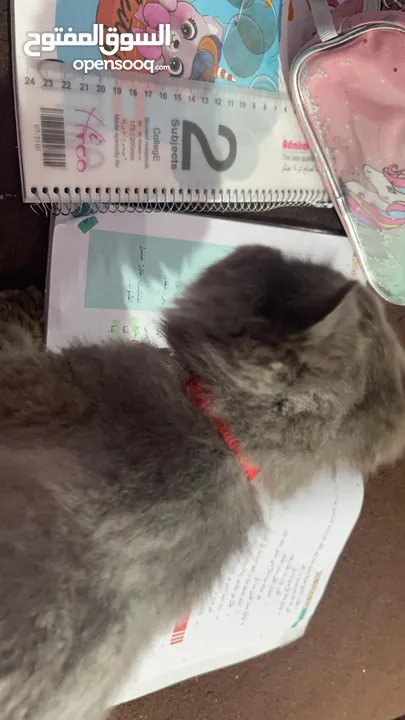 قطة شيرازي (بيلا) للتبني عمرها سنتين ومعها دفتر طعوم