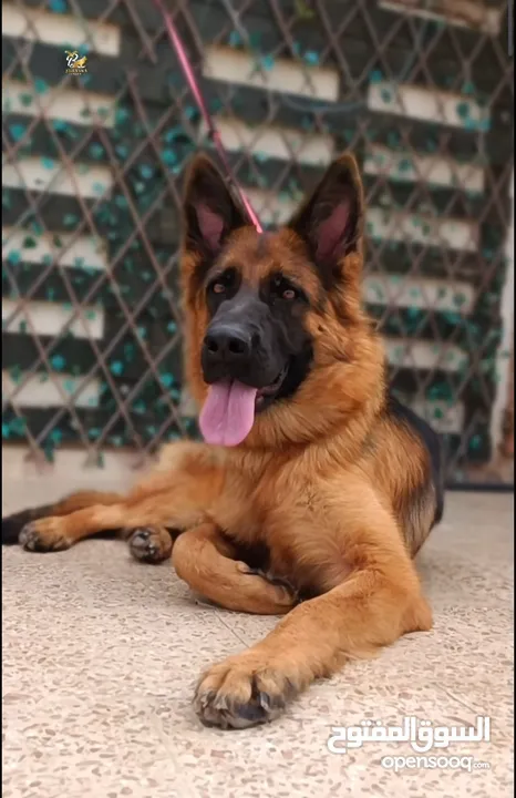 نتايه جيرمن شيبرد Female German Shepherd تحمل شهاده نسب بديجري Ekf-Fci