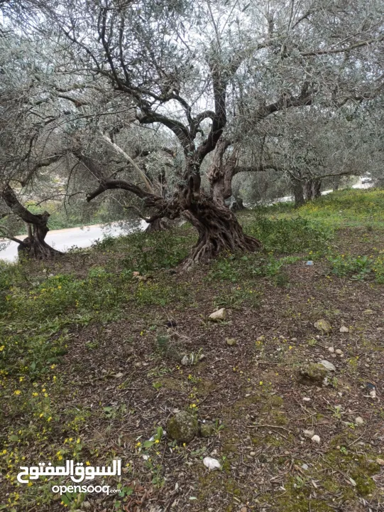 القبة الذهبية اراضي بلعا دير الغصون
