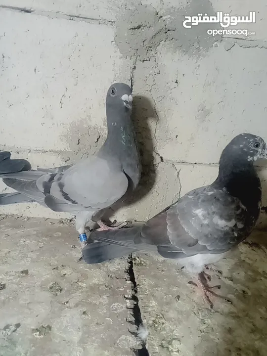 فراخ فطم جديد مشكلات صحه ومطعمات البيع كوم كامل