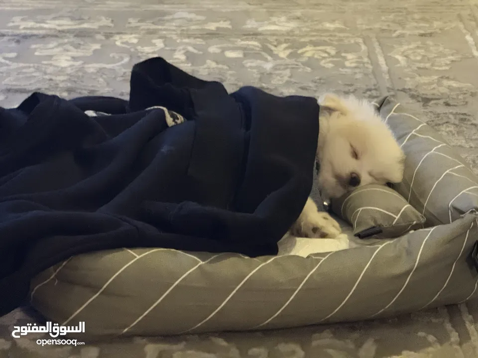 كلب بومارينيان للبيع
