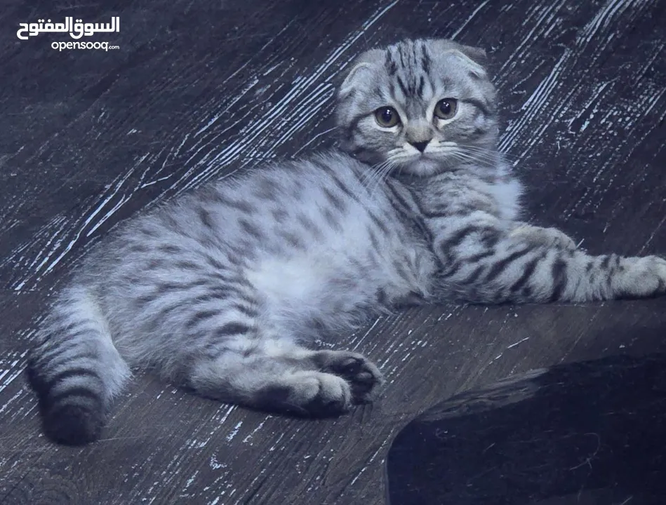 ذكر سكوتش دبل فولد للبيع(للجادين)