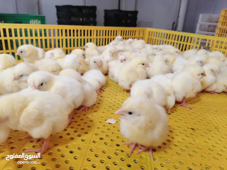 1day chicks صیانت الحم