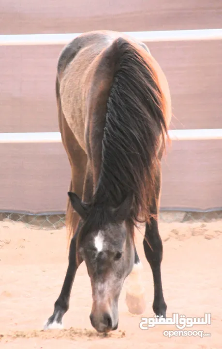 Very beautiful stallion  playfull and friendly .