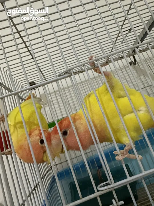 جوز روز عين حمرا